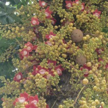 Flower tree in the streets of Rio